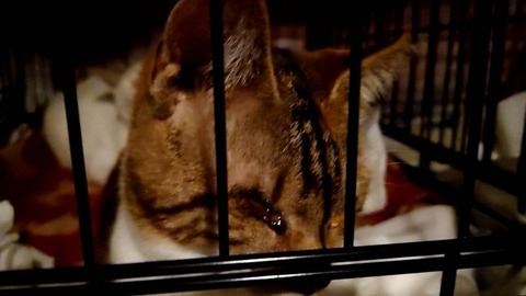 1647567401879_copy_800x450