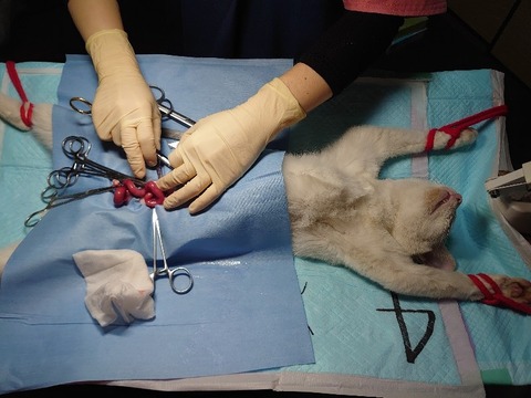 DSC_4213_copy_800x600