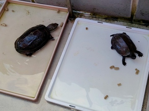 20230820_175034~2_copy_800x600_1