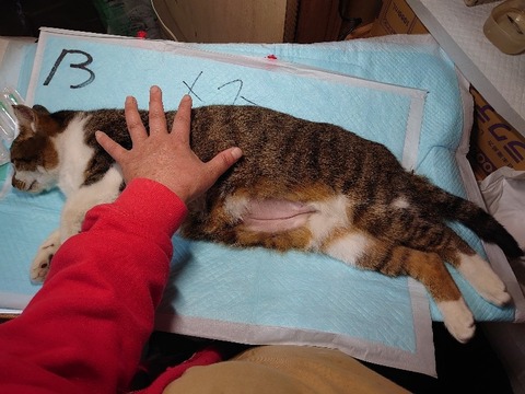 DSC_4220_copy_800x600