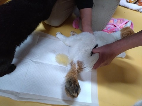 20260304_080041_copy_800x600