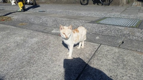 1544932353439-800x450