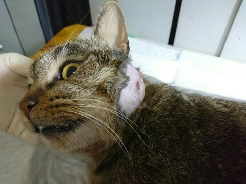 DSC_7273-800x600-800x600