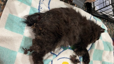 1763982710496_copy_853x480