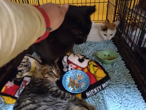 20260207_195100_copy_800x600_1