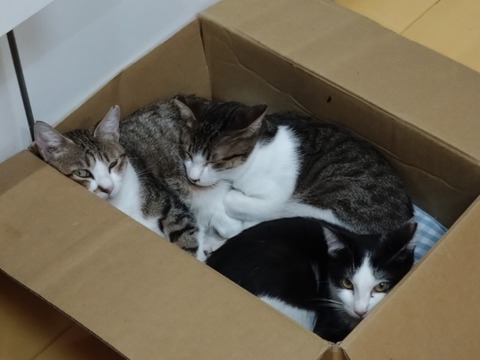 20241130_185831_copy_800x600