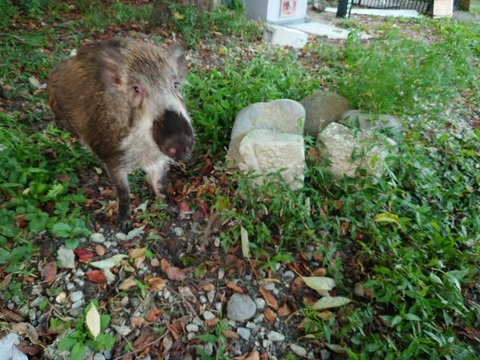 20221002_171614_copy_800x600