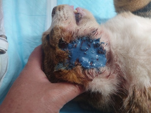 20240313_091121_copy_800x600