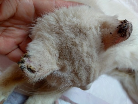 20260125_170028_copy_800x600