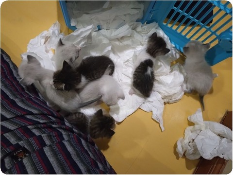 original_bf799971-f542-4e0f-952e-d234c97b50be_20240521_204112