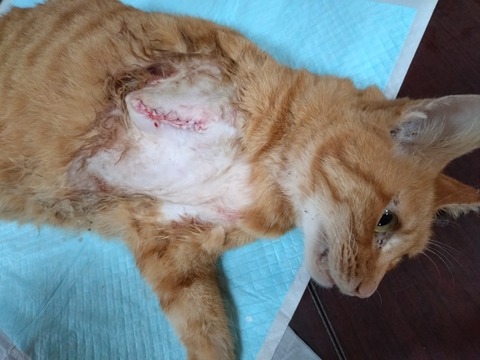 20251026_174249_copy_800x600