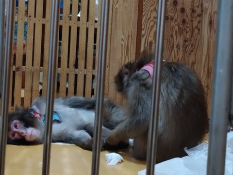 20260130_081651_copy_800x600