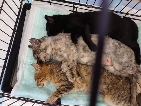 DSC_1684_copy_800x600