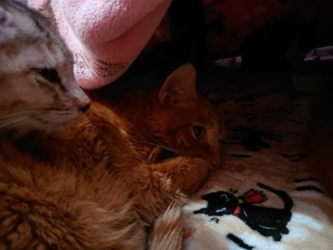 DSC_5431_copy_800x600