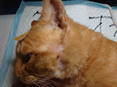 DSC_1642_copy_800x600