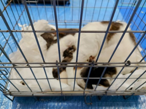 20230403_102354~2_copy_800x600