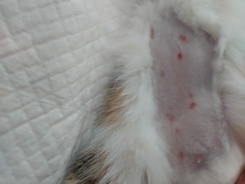 20251216_112818_copy_800x600