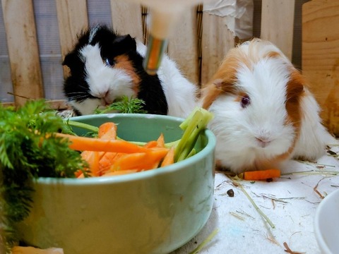 20230301_082542~2_copy_800x600