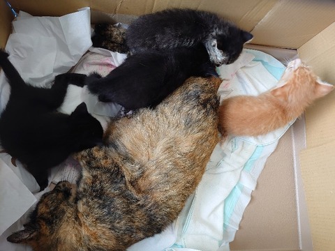 DSC_5683_copy_800x600