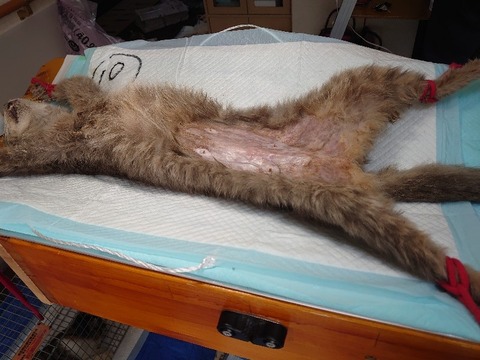 DSC_0298_copy_800x600