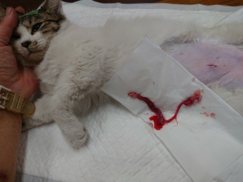 DSC_5849_copy_800x600