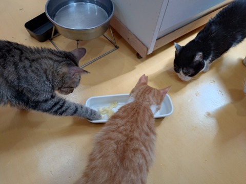 20250620_094121_copy_800x600