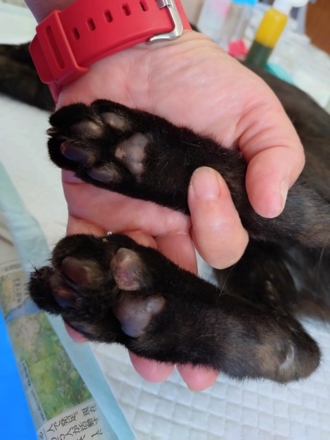 20250625_084303_copy_600x800