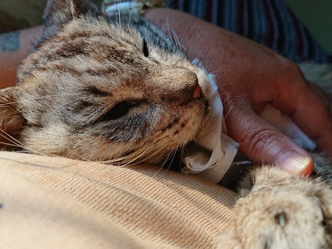 PhotoPictureResizer_190802_074223643_crop_3200x2400-800x600