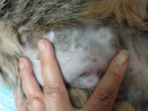 DSC_0636_copy_800x600