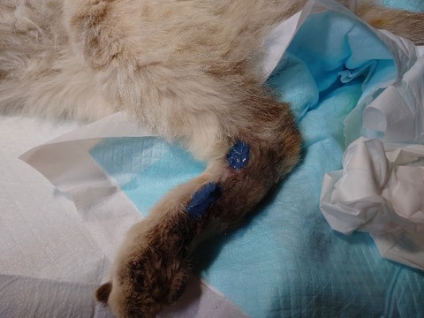 DSC_4243_copy_800x600