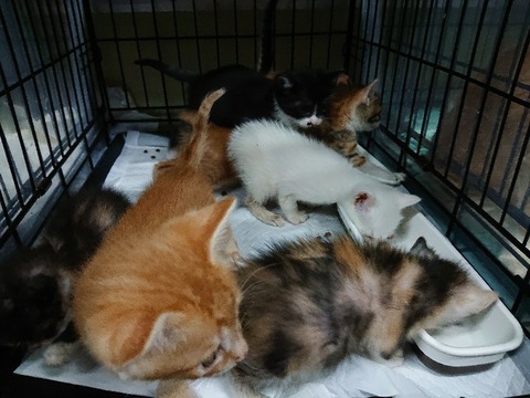 DSC_6761_copy_800x600