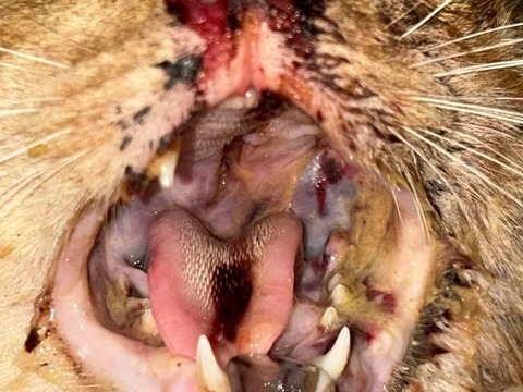 1772269873344_copy_800x600