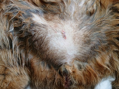 DSC_5829_copy_800x600