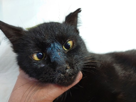 DSC_3385_copy_800x600