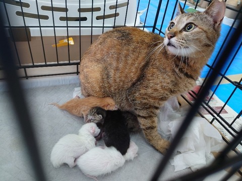 20230405_124454_copy_800x600