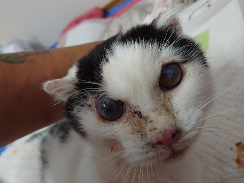 DSC_0613_copy_3226x2420_copy_800x600