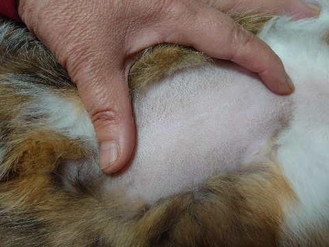 DSC_4219_copy_800x600