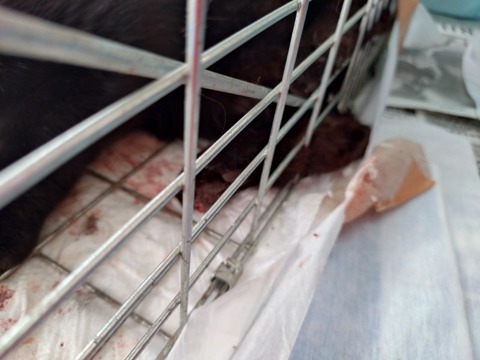 20250220_093506_copy_800x600