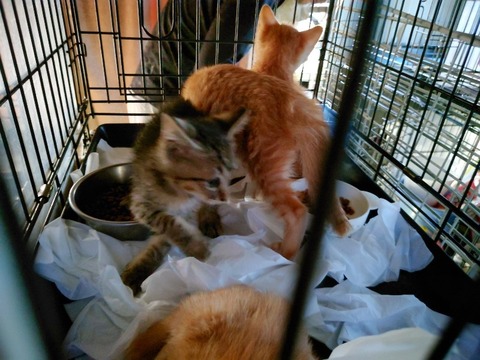 20230716_070630~2_copy_800x600