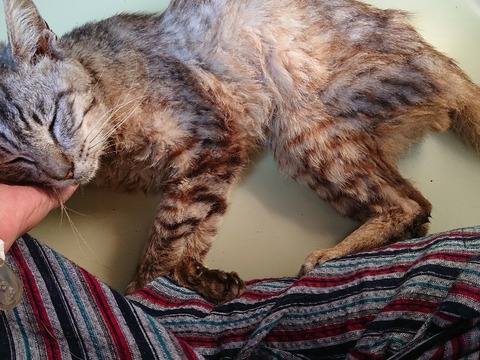 PhotoPictureResizer_190802_074152946_crop_3200x2400-800x600