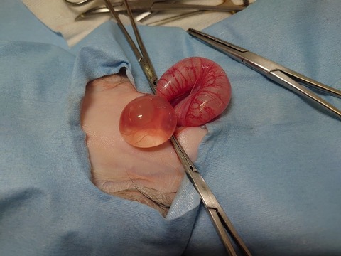 DSC_0590_copy_800x600