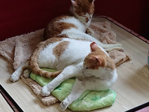 DSC_5402_copy_800x600