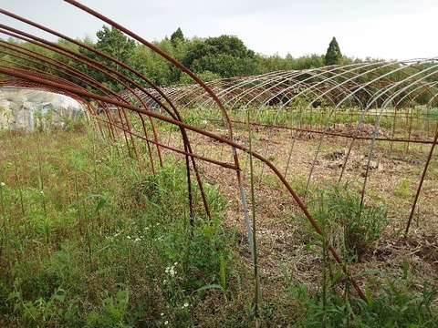 DSC_5990_copy_800x600