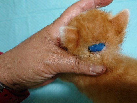 20220725_171728_copy_800x600