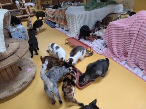 20251230_164559_copy_800x600