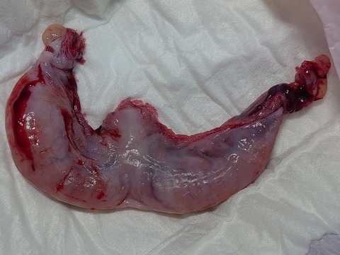 DSC_1292_copy_800x600