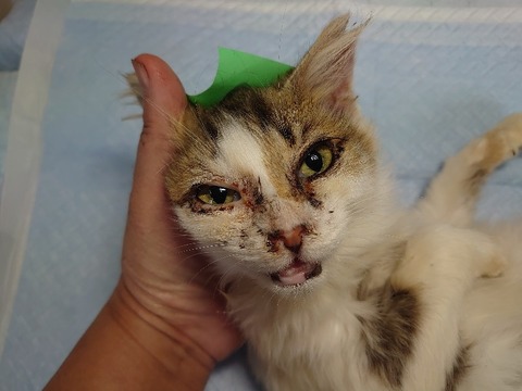 DSC_1699_copy_800x600