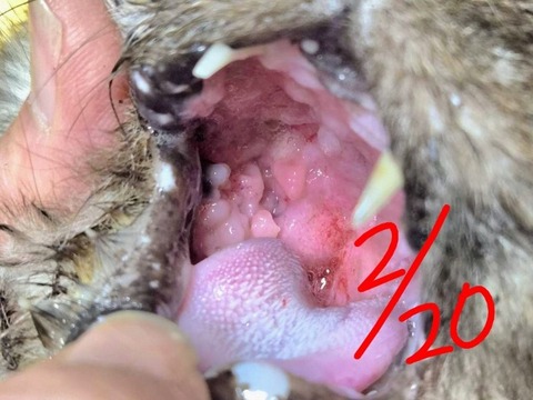 1771728331064~3_copy_800x600