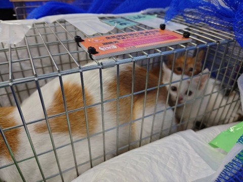 20220726_084007_copy_800x600