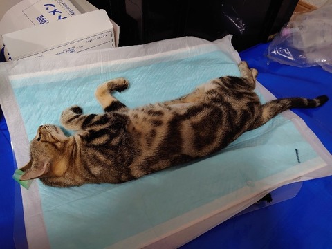 DSC_0219_copy_800x600